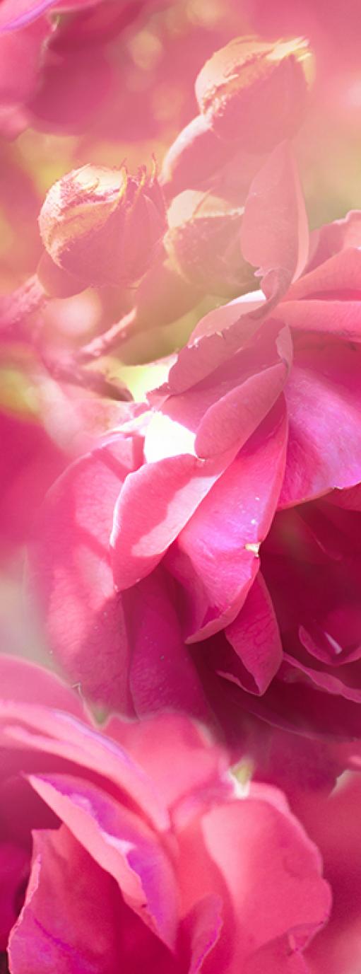 Фотообои Розовые цветы В1-296 (1,0х2,7 м), Дивино Декор 1