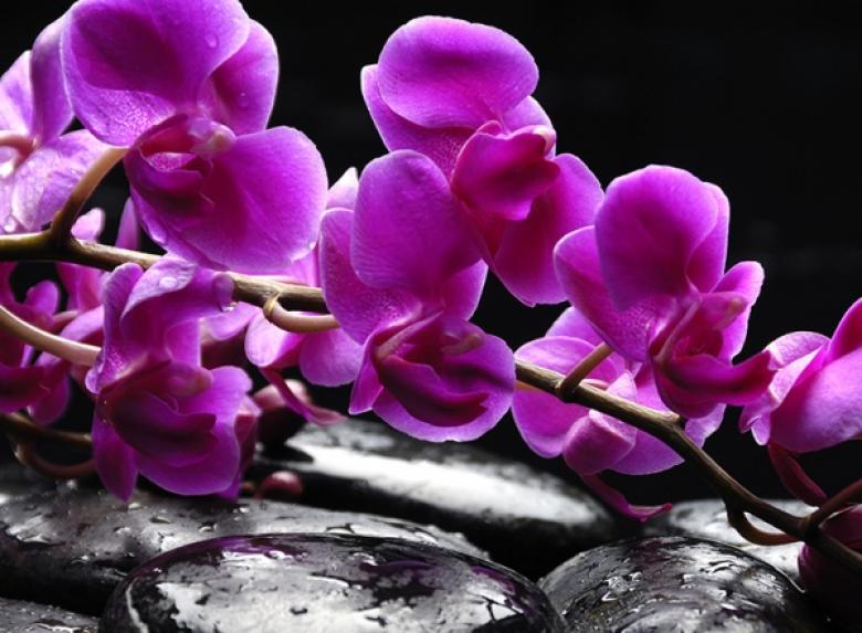 Фотообои Орхидея  В1-322 (2,0х1,47 м), Дивино Декор 1
