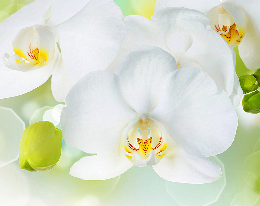 Фотообои Белая орхидея C-379 (3,0х2,38 м), Дивино Декор 1