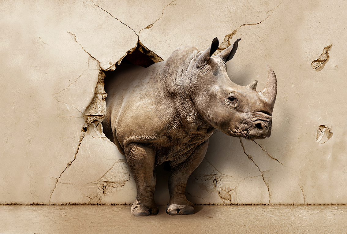 Фотообои Divino Decor носорог