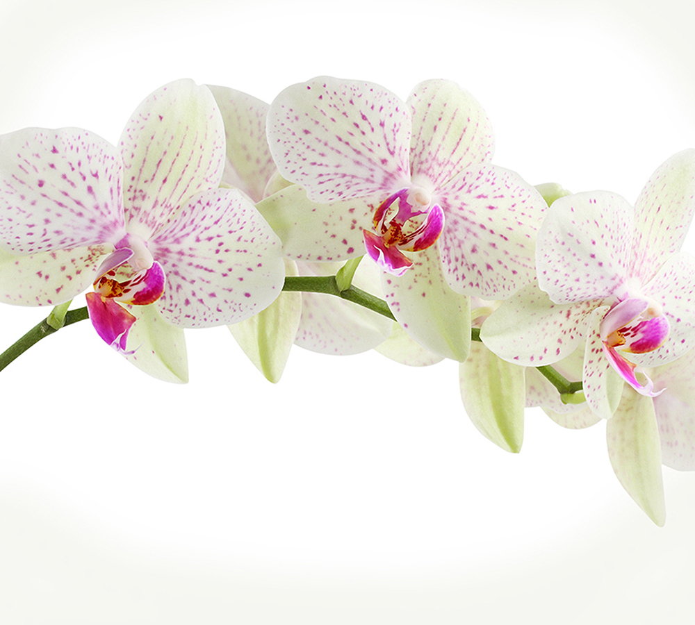 Фотообои Орхидея веточка C-394  (3,0х2,7 м), Дивино Декор 1