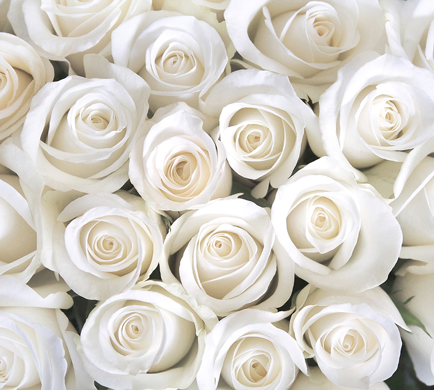 Фотообои Розы белые В1-091 (3,0х2,7 м), Дивино Декор 1