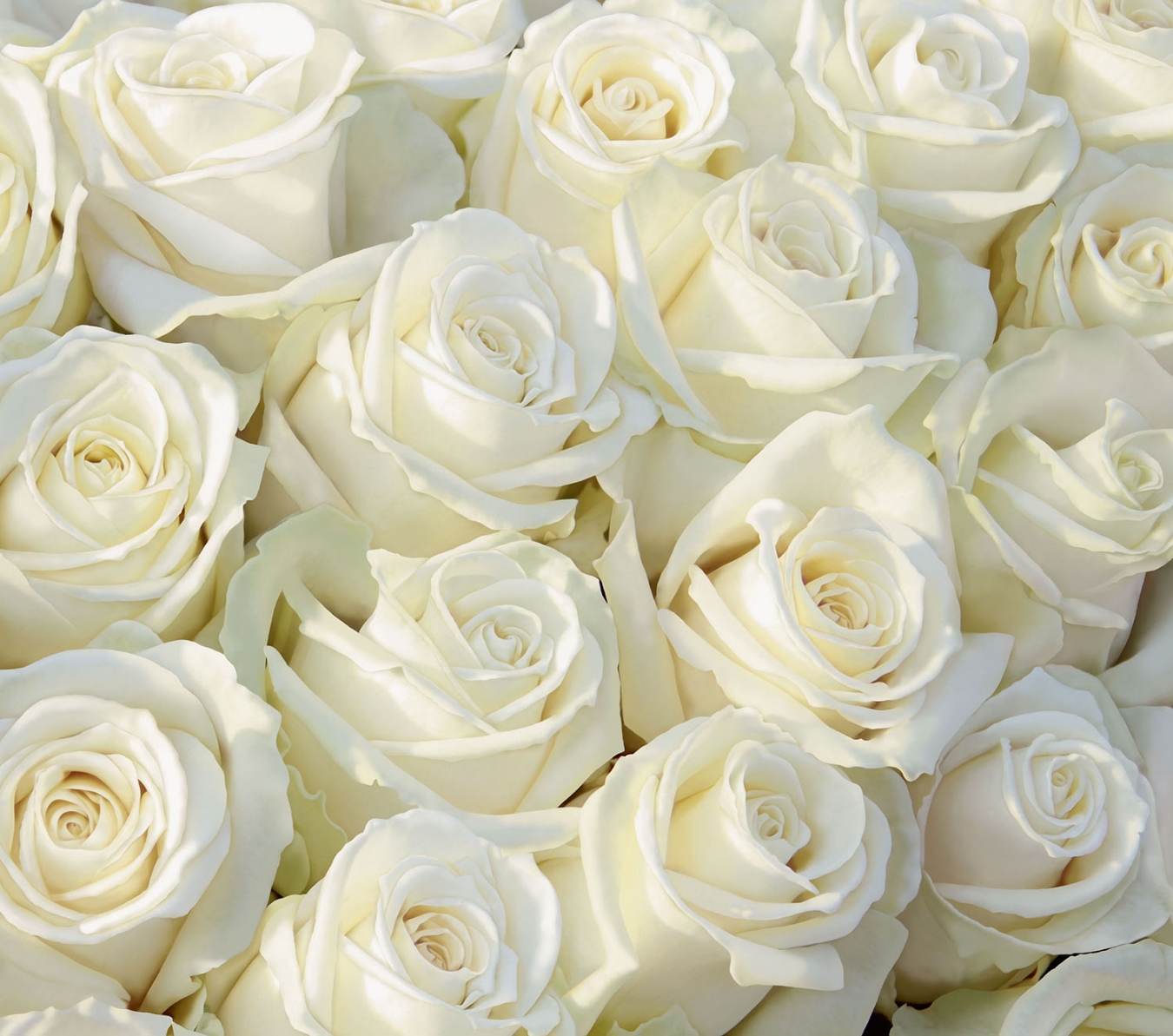 31 Белых роз Аваланш