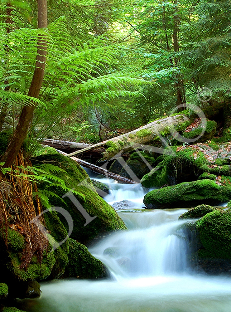 Фотообои Зеленый лес  A-023 (2,0х2,7 м), Дивино Декор 1