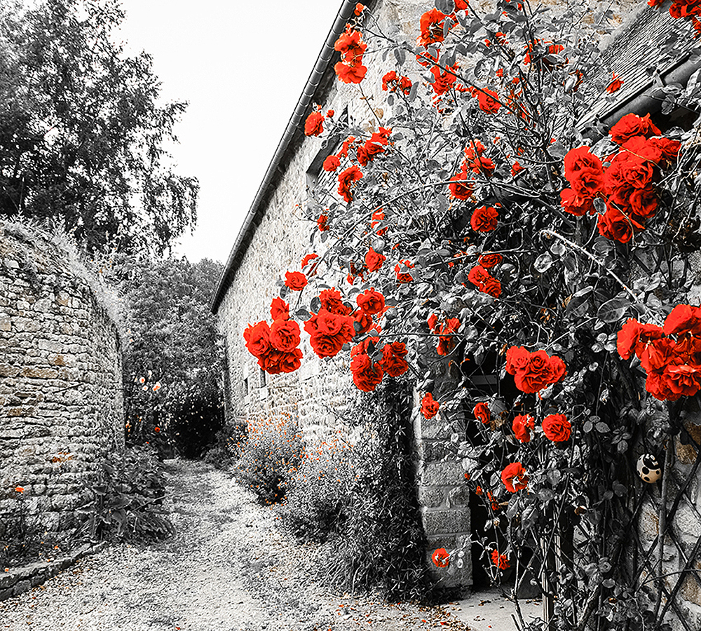 Фотообои Красные розы D-043 (3,0х2,7 м), Дивино Декор 1