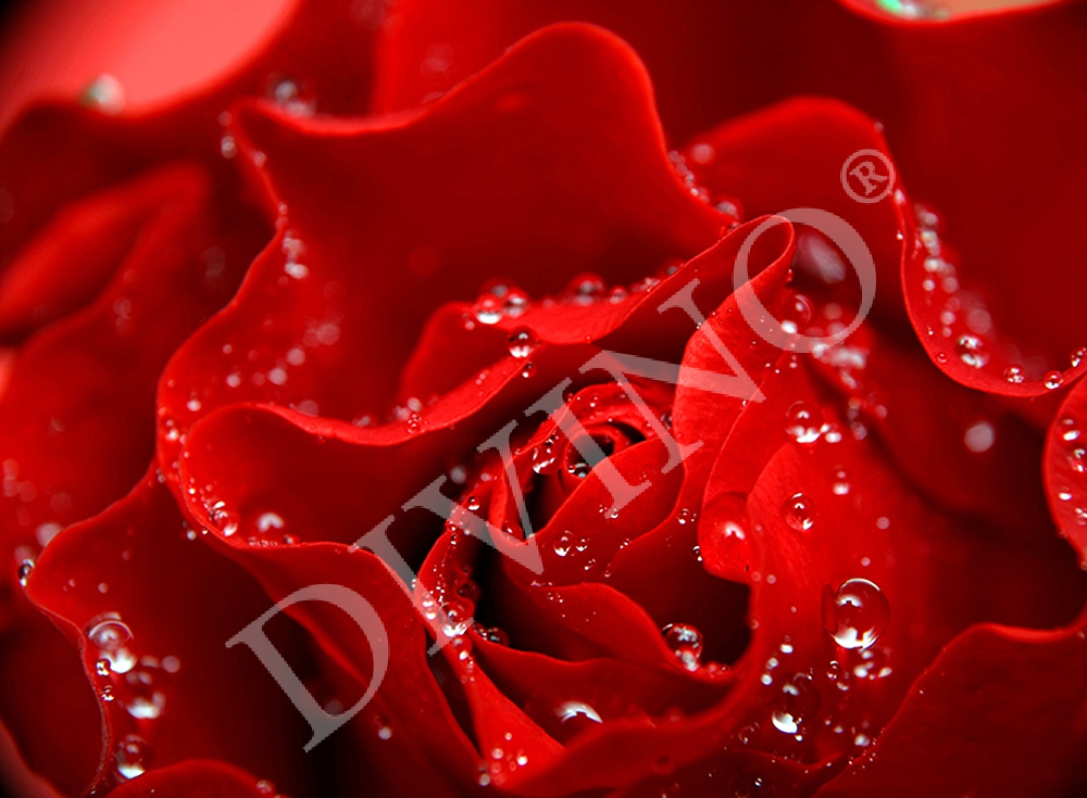 Фотообои Красная роза C-024 (2,0х1,47 м), Дивино Декор 1
