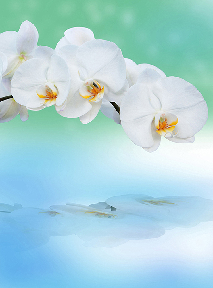 Фотообои Орхидея с отражением С-245 (2,0х2,7 м), Дивино Декор 1
