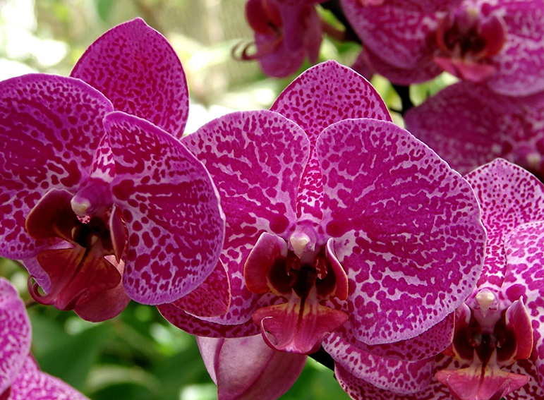 Фотообои Орхидея фиолетовые B1-318 (2,0х1,47 м), Дивино Декор 1