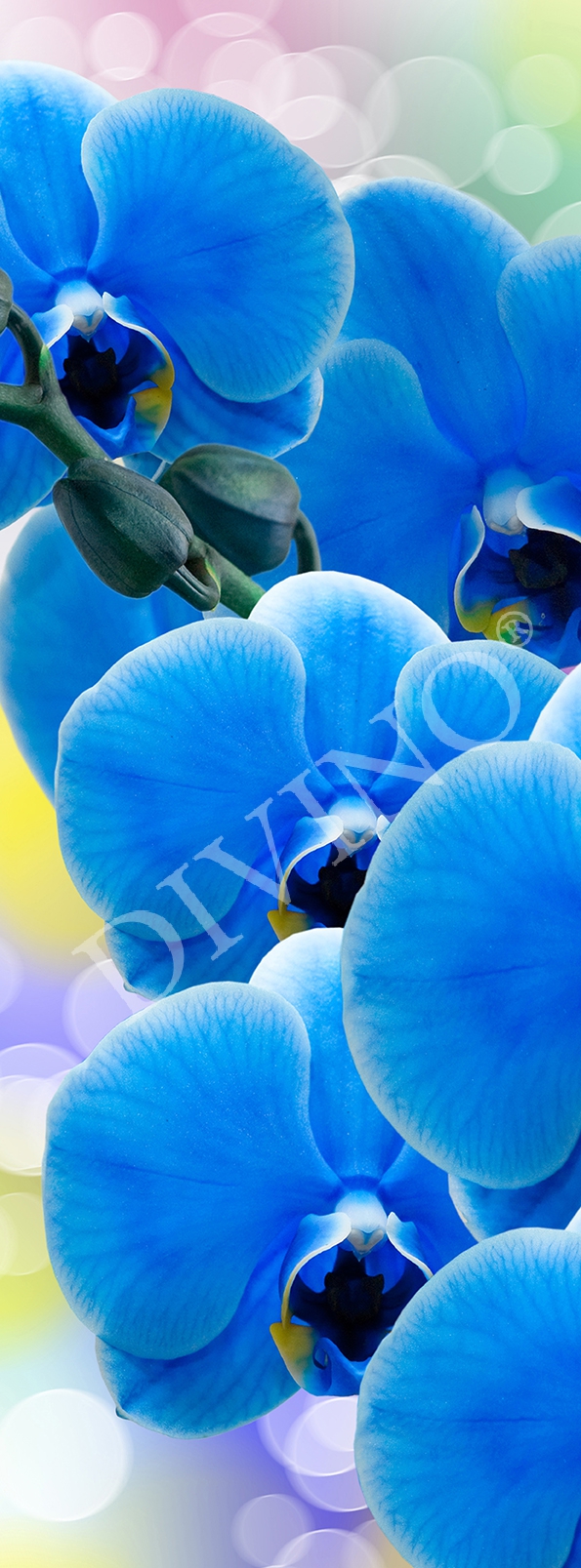 Фотообои Орхидея синяя A-088 (1,0х2,7 м), Дивино Декор 1