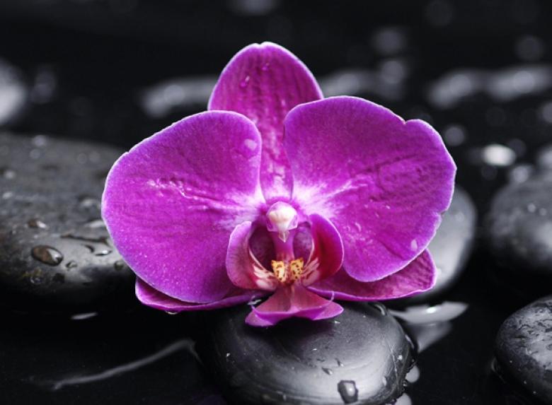 Фотообои Орхидея на камнях  В1-323 (2,0х1,47 м), Дивино Декор 1