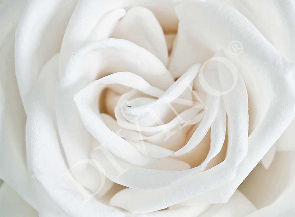 Фотообои Белая роза A-061 (2,0х1,47 м), Дивино Декор 1