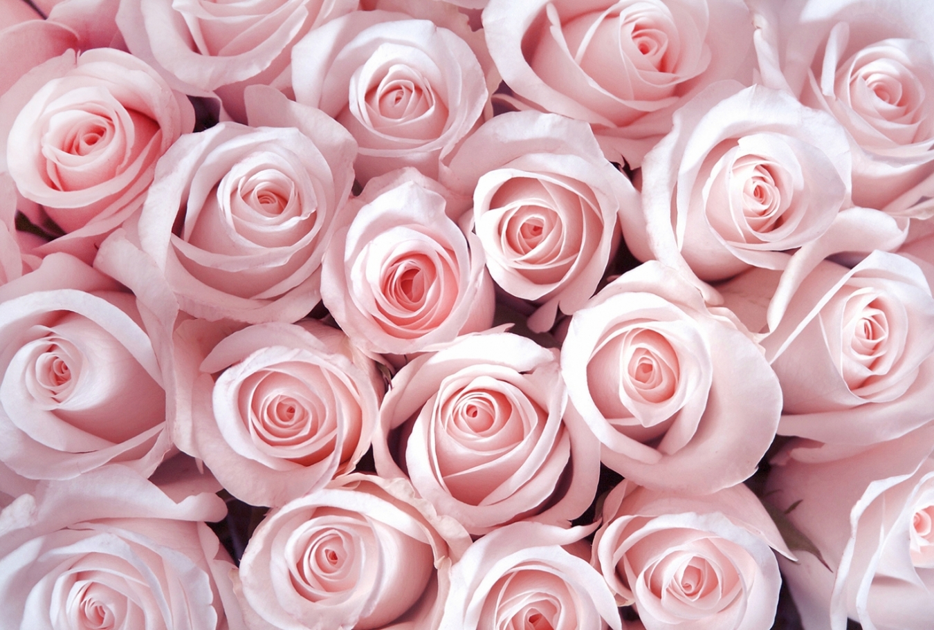 Фотообои Элит Декор Яркие розовые розы CH-3045