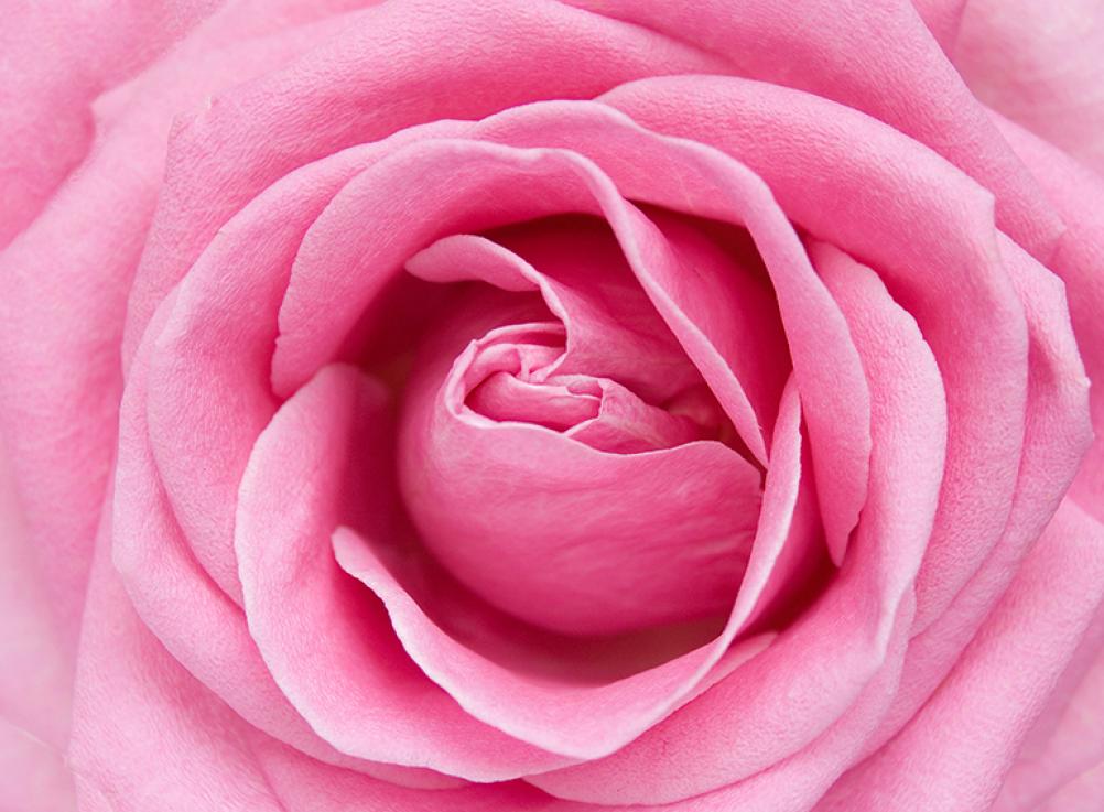 Фотообои Розовая роза  В1-325 (2,0х1,47 м), Дивино Декор 1