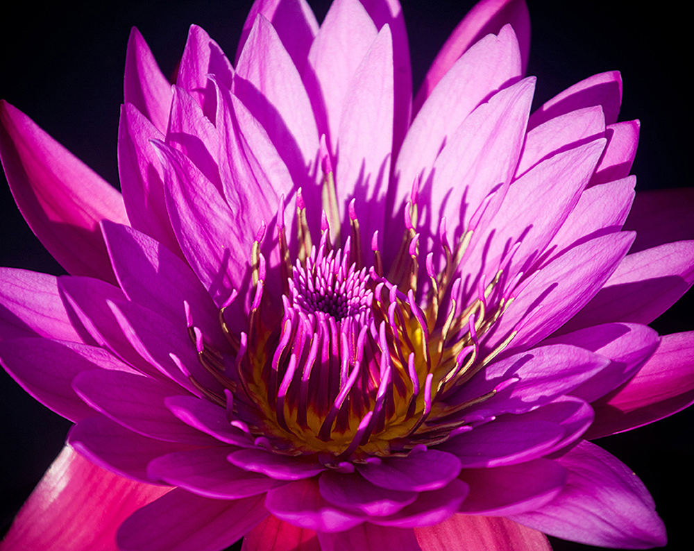 Фотообои Яркий цветок C-386 (3,0х2,38 м), Дивино Декор 1