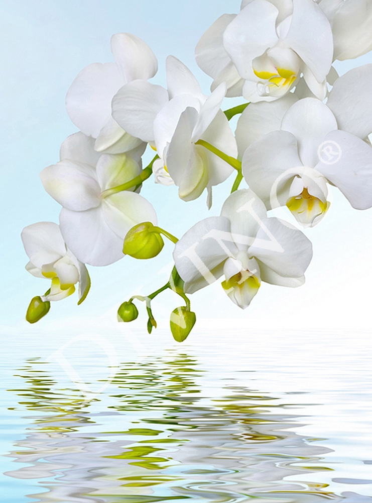 Фотообои Орхидея над водой C-244 (2,0х2,7 м), Дивино Декор 1