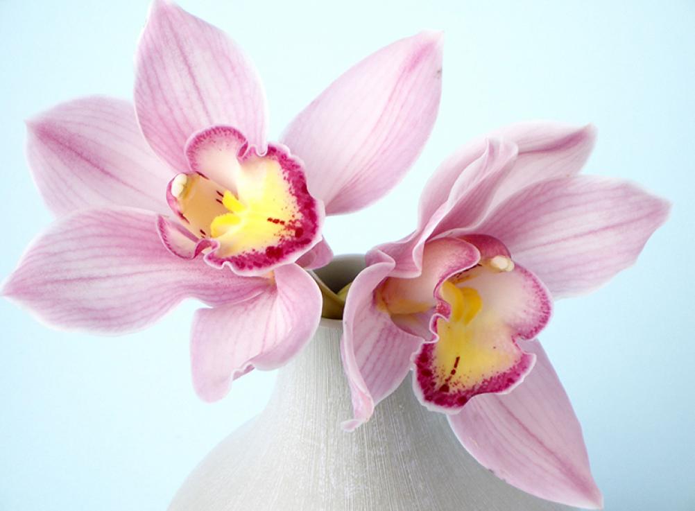 Фотообои Розовая орхидея  В1-320 (2,0х1,47 м), Дивино Декор 1