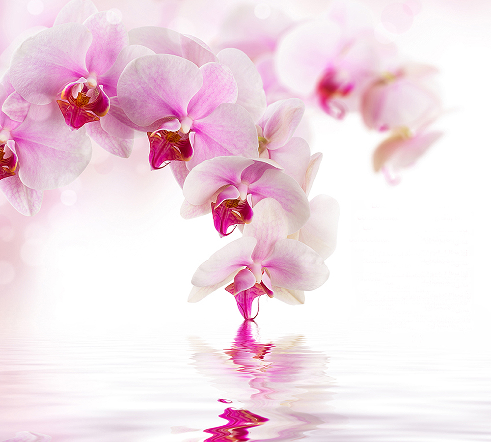 Фотообои Розовая орхидея D-070 (3,0х2,7 м), Дивино Декор 1