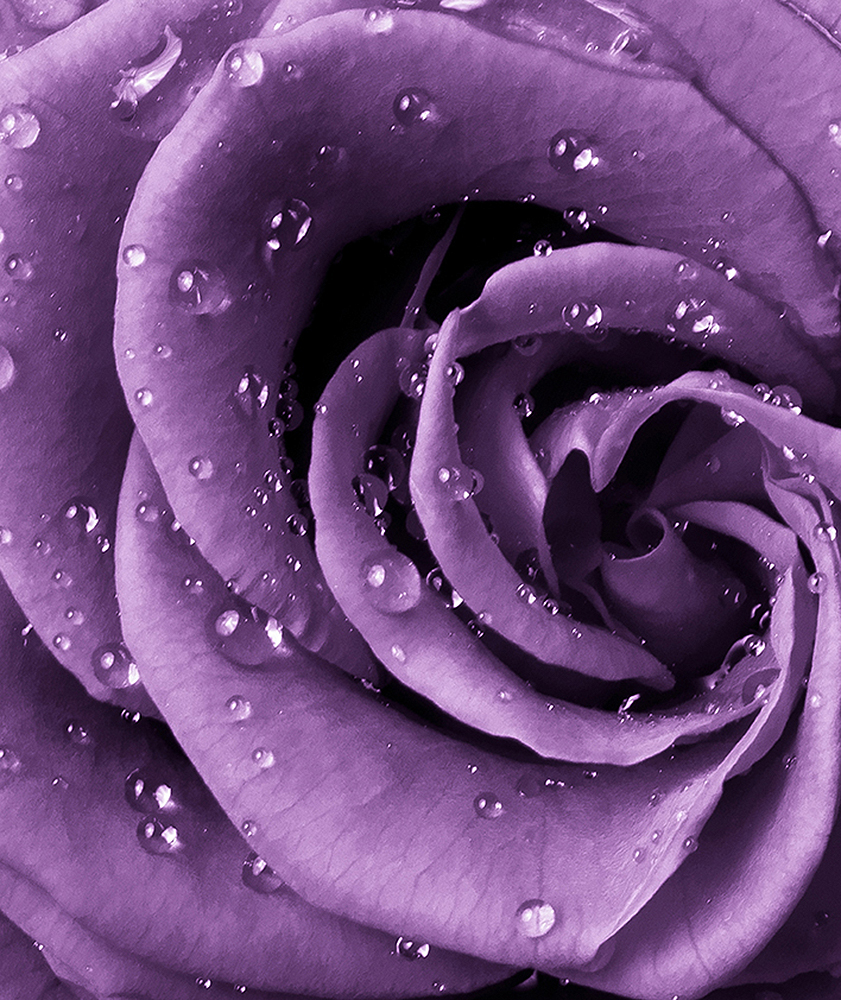 Фотообои Роза фиолет A-038 (2,0х2,38), Дивино Декор 1