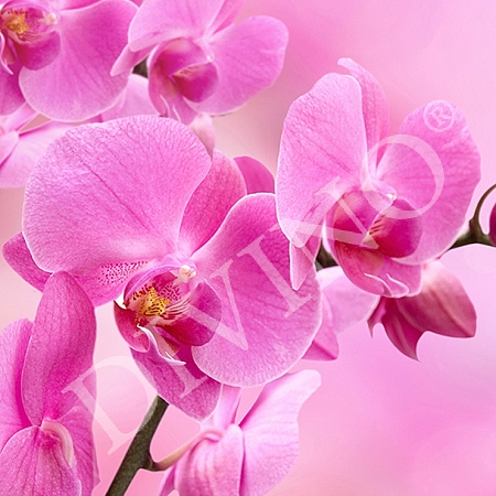 Фотообои Розовая орхидея B-089 (2,0х2,7 м), Дивино Декор