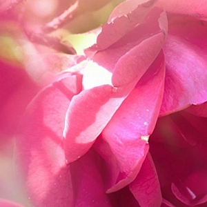 Розовые цветы В1-296 (1,0х2,7 м)