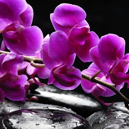 Фотообои Орхидея  В1-322 (2,0х1,47 м), Дивино Декор