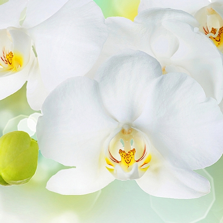 Фотообои Белая орхидея C-379 (3,0х2,38 м), Дивино Декор 1
