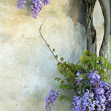 Фотообои Цветы на стене С1-292 (1,0х2,7 м), Дивино Декор 1