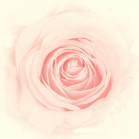 Фотообои Бутон розы D-039 (3,0х2,7 м), Дивино Декор