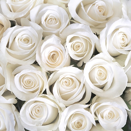 Фотообои Розы белые В1-091 (3,0х2,7 м), Дивино Декор 1