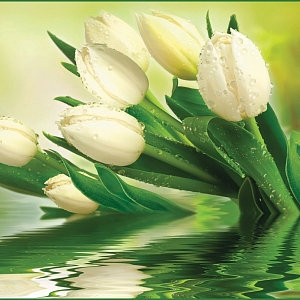 Белые тюльпаны 001 (2,94х2,60 м)