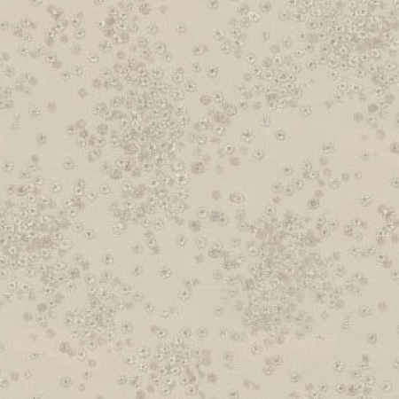 ���� ����� 7282-01, Euro Decor, �����-�������� 5