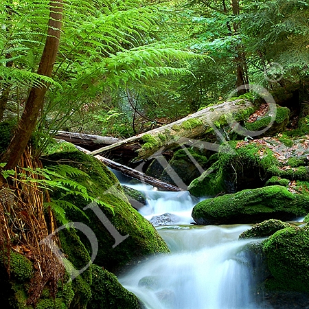 Фотообои Зеленый лес  A-023 (2,0х2,7 м), Дивино Декор