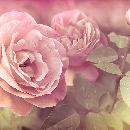 Фотообои Розовая роза А1-013 (3,0х2,7 м), Дивино Декор 1