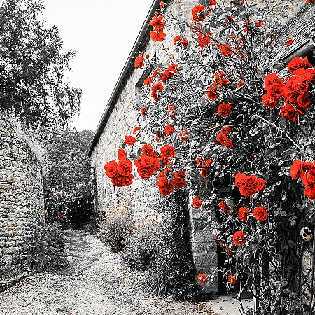 Фотообои Красные розы D-043 (3,0х2,7 м), Дивино Декор 1