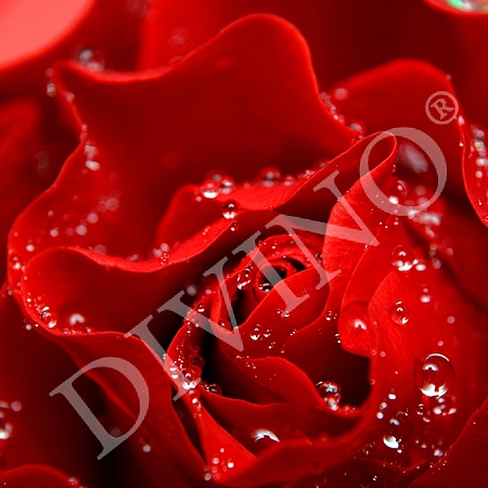 Фотообои Красная роза C-024 (2,0х1,47 м), Дивино Декор