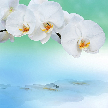 Фотообои Орхидея с отражением С-245 (2,0х2,7 м), Дивино Декор 1