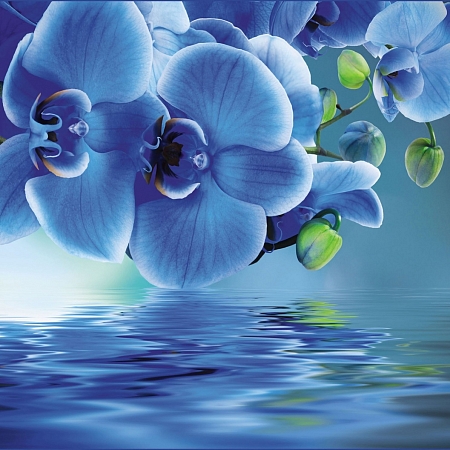 Фотообои Голубая орхидея 061 (2,94х2,60 м), Восторг 1