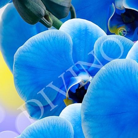 Фотообои Орхидея синяя A-088 (1,0х2,7 м), Дивино Декор 1