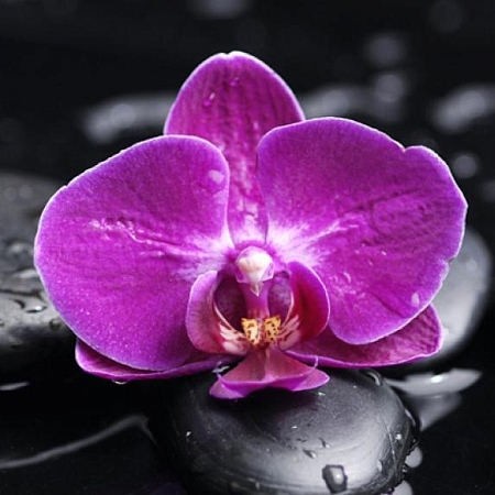 Фотообои Орхидея на камнях  В1-323 (2,0х1,47 м), Дивино Декор 1