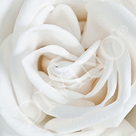 Фотообои Белая роза A-061 (2,0х1,47 м), Дивино Декор