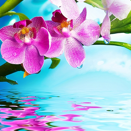 Фотообои Цветки орхидеи В-096 (2,0х2,7 м), Дивино Декор 1