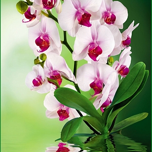Орхидея 058 (1,34х2,61 м)