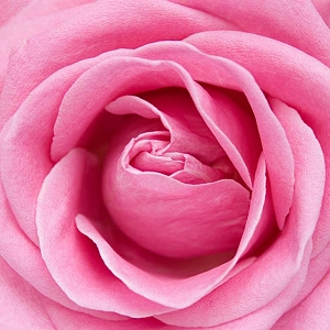 Розовая роза  В1-325 (2,0х1,47 м)
