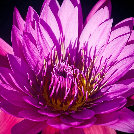 Фотообои Яркий цветок C-386 (3,0х2,38 м), Дивино Декор 1