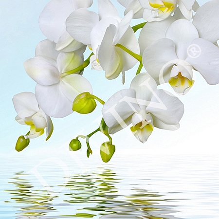 Фотообои Орхидея над водой C-244 (2,0х2,7 м), Дивино Декор