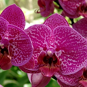 Фиолетовая орхидея  В1-318 (2,0х1,47 м)