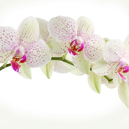 Фотообои Веточка орхидеи B-394 (3,0х2,7 м), Дивино Декор