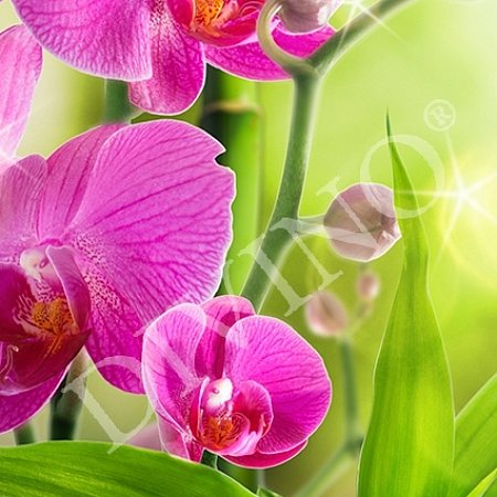 Фотообои Сияющая орхидея B-095 (1,0х2,7 м), Дивино Декор