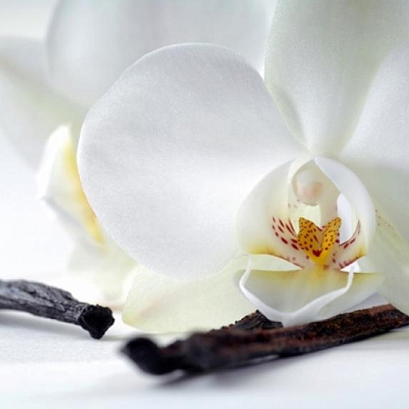 Фотообои Белая орхидея  В1-321 (2,0х1,47 м), Дивино Декор 1
