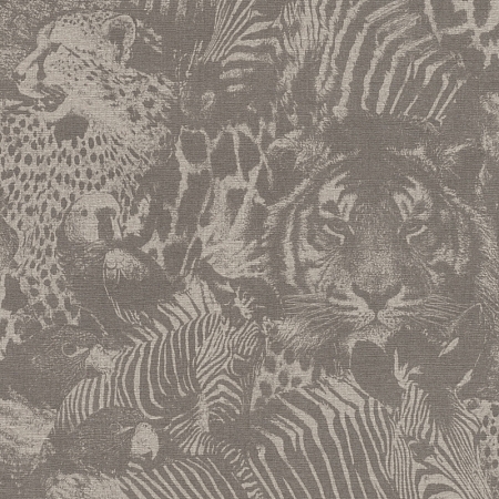 ���� Kalahari 704730, Rasch, �����-�������� 1